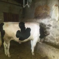 گاو نر گوشتی سیمتال