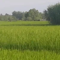 فروش شالیزار