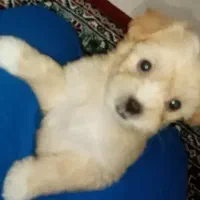 toga|سگ|قزوین, |دیوار