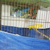 قناری|پرنده|تهران, بیسیم|دیوار