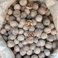 گردو لرستان|خوردنی و آشامیدنی|گلستان (تهران), |دیوار