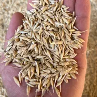 جو آبی جهت کاشت و دام