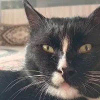 گربه دوست داشتنی|گربه|زاوه, |دیوار