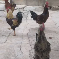 خروس محلی|حیوانات مزرعه|ضیاء آباد, |دیوار