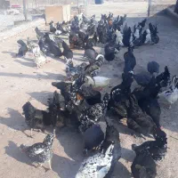 اسب  الاغ مرغ خروس گلین