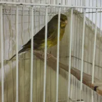 قناری رسمی مست