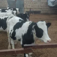 گوساله هلشتاین|حیوانات مزرعه|بوئین زهرا, |دیوار