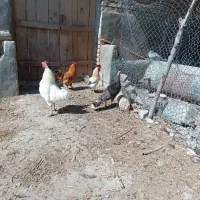 مرغ و خروس فروشی(آشخانه