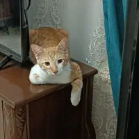 واگذاری گربه dsh