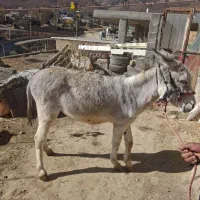 الاق|حیوانات مزرعه|فلارد, |دیوار