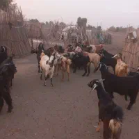 فروش ۳۰ راس بز بهمراه یک نرینگ