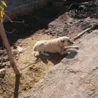 واگذاری سگ سرابی