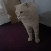 اسکاتیش|گربه|مشهد, حضرت حجت|دیوار