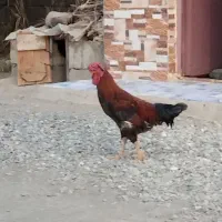 خروس محلی