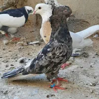 کفتر پرشی و رنگی|پرنده|قم, شاه ابراهیم|دیوار