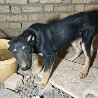 توله سگ ژرمن|سگ|کرمانشاه, |دیوار