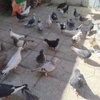 سلام‌‌تعدای‌کبوتر‌شهری‌پلاکی‌بهبانی‌نر‌ماده|پرنده|شیراز, نیستان|دیوار