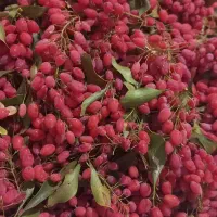 زرشک تازه|خوردنی و آشامیدنی|درمیان, |دیوار