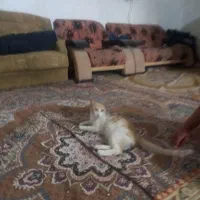 یک گربه اهلی تربیت شده ودوجفت کبوتر|گربه|زابل, |دیوار