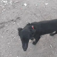 سگ قدر جونی نر و لاس