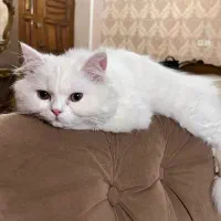 گربه پرشین کلاسیک|گربه|ساری, |دیوار