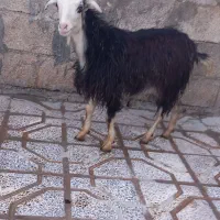 سلام یک بزغاله پاییزه