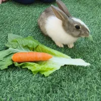 خرگوش بازیگوش