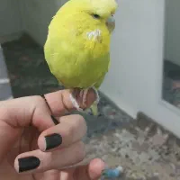 مرغ عشق انگلیسی|پرنده|قدس, شهرقدس|دیوار