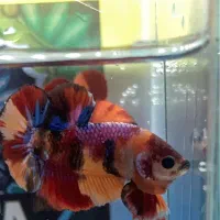 ماهی فایتر پلاکت هافمون|ماهی|تهران, قصر فیروزه ۱|دیوار