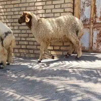 دوتا بره