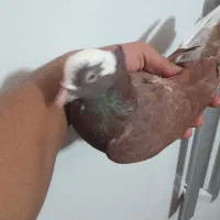 کفتر نر|پرنده|کوهدشت, |دیوار