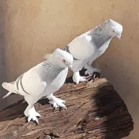 تخم کبوتر شامی و کبوترترکیه ای