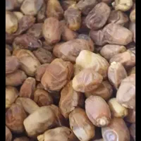 خرمای زاهدی