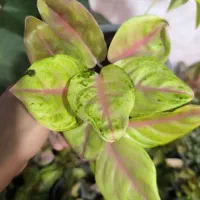 گل وگیاه اپارتمانی