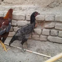 مرغ‌لاری
