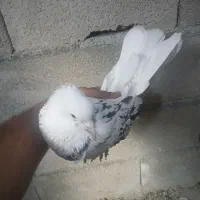 هما|پرنده|نقده, |دیوار