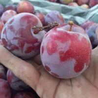 بادام گردو وسایر ارقام نهال|خدمات باغبانی و درختکاری|میانه, |دیوار