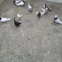 کبوتر|پرنده|سبزوار, کوی بهار|دیوار