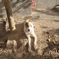 توله الابای ترکمن|سگ|مشهد, میان ولایت|دیوار