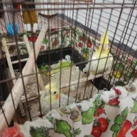 بهمه|پرنده|پارس‌آباد, |دیوار
