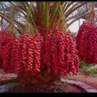 فروش انواع درخت خرما و مرکبات
