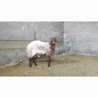 بره نر همو|حیوانات مزرعه|مبارکه, |دیوار