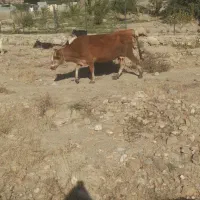 گاو