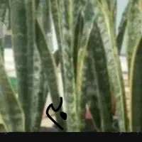 گلدان چینی|کلکسیون و سرگرمی|بروجرد, |دیوار