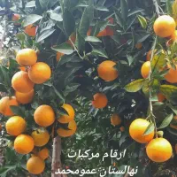 انواع نهال میوه بادام پسته گردو پیوندی و کشت بافت|خدمات باغبانی و درختکاری|نیشابور, دارایی|دیوار