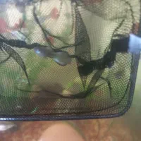 ماهی گوپی|ماهی|سیاهکل, |دیوار