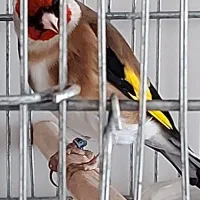 سهره یک ساله نر .جوجه قفس حلقه پا