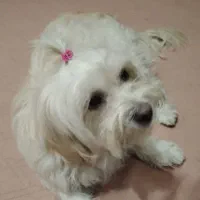 سگ خانگی|سگ|نجف‌آباد, کشاورز|دیوار