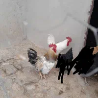 دوعد خروس جوان رسمی