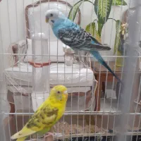 یک جفت مرغ عشق انگلیسی مولد